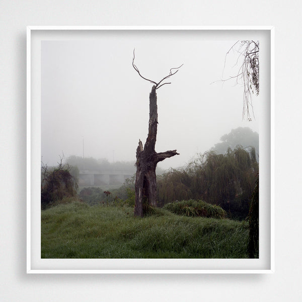 Misty Tree, Western Cape (2018)